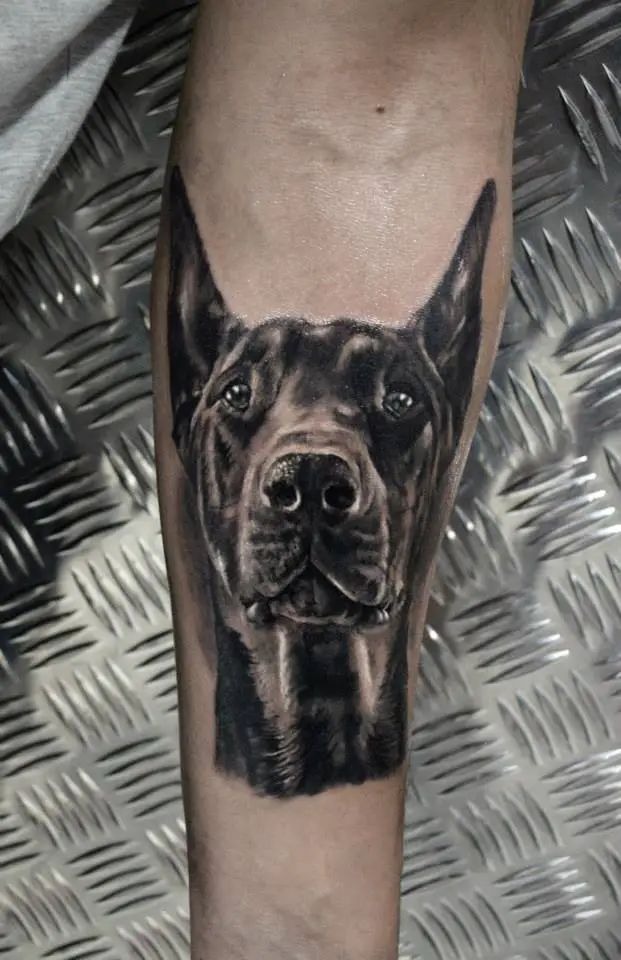 Realistic black and grey Doberman tattoo