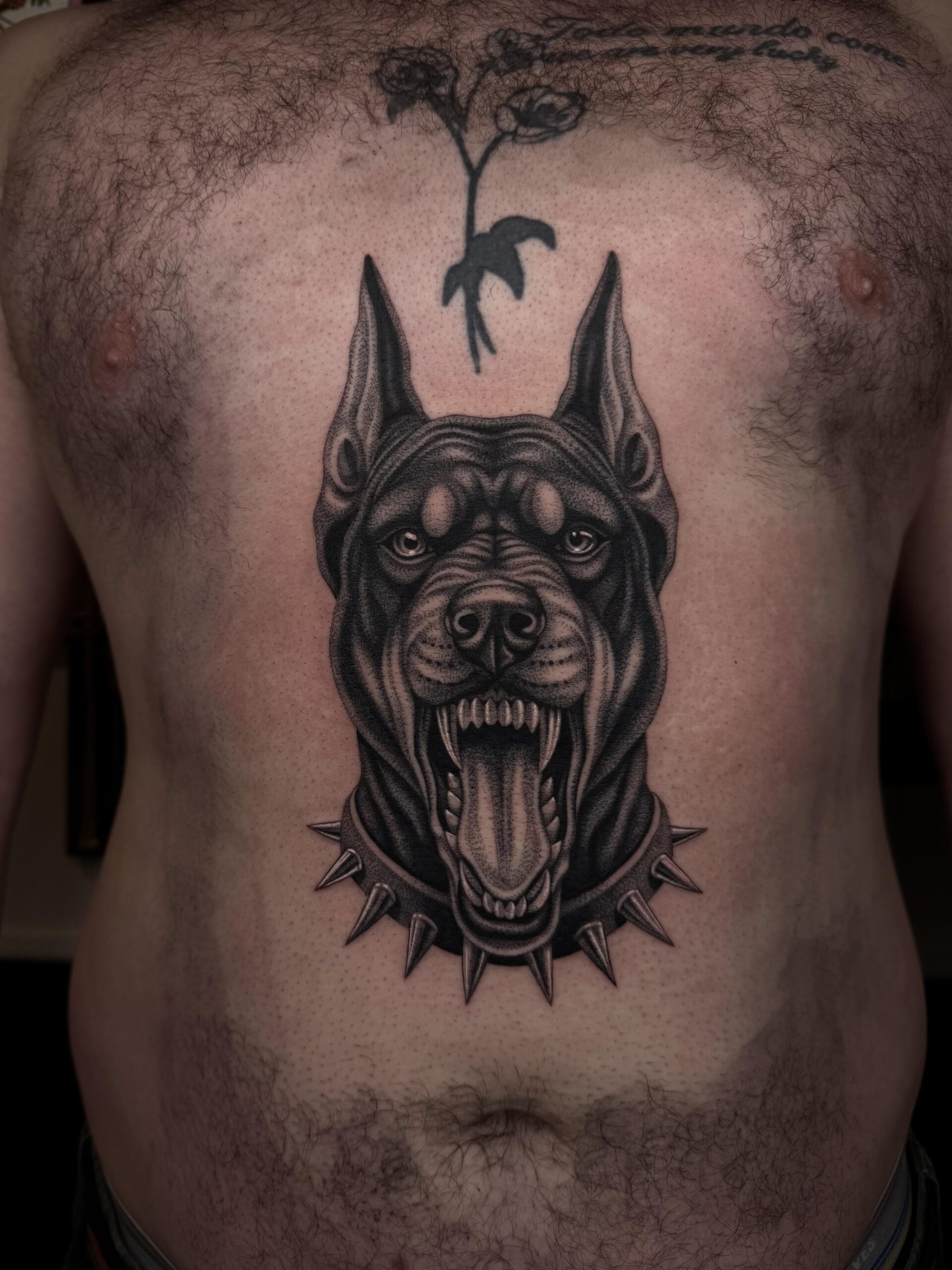 Aggressive Doberman Chest Portrait