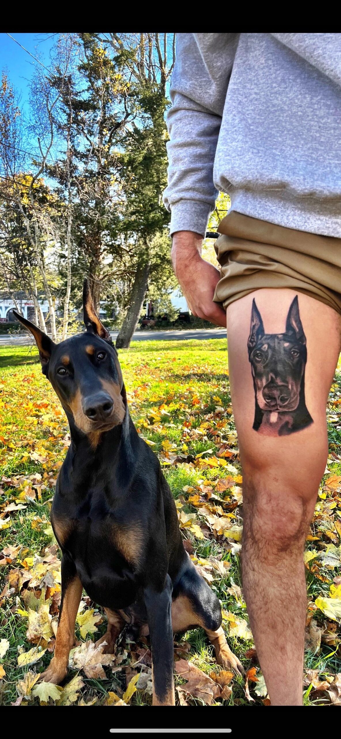 Matching Your Doberman's Portrait
