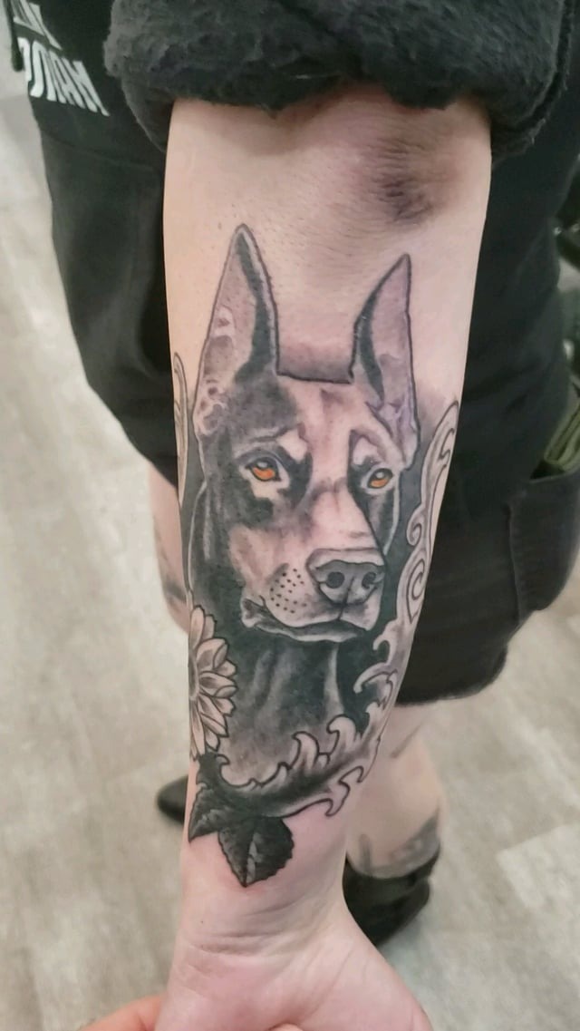 Bold Doberman forearm portrait tattoo