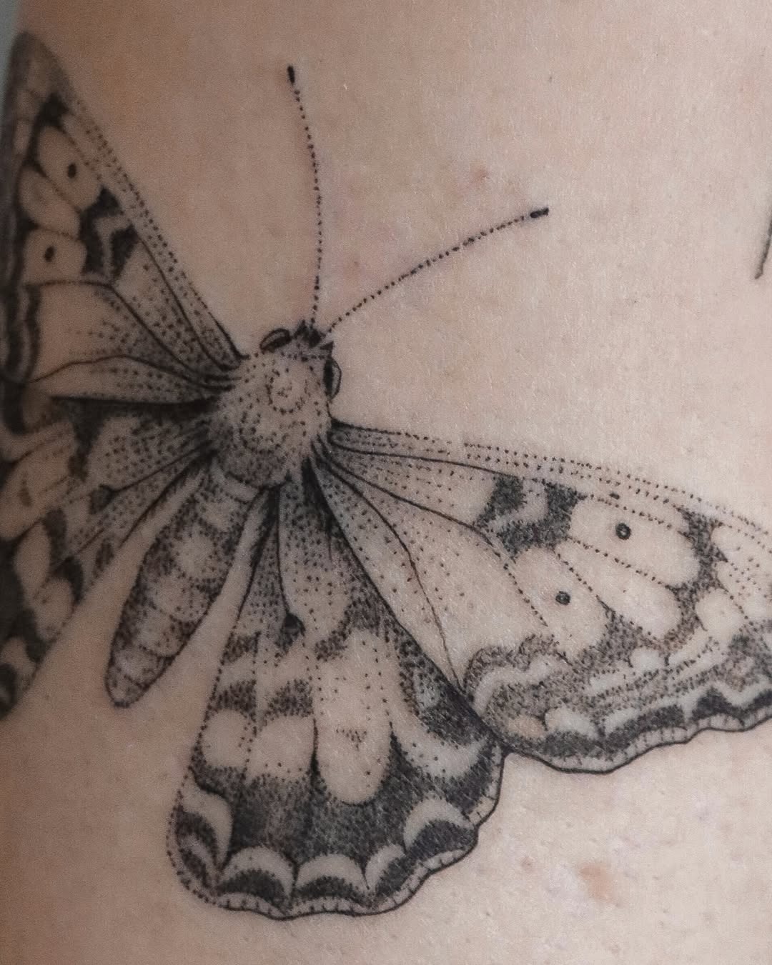 Detailed moth-style tattoo close-up