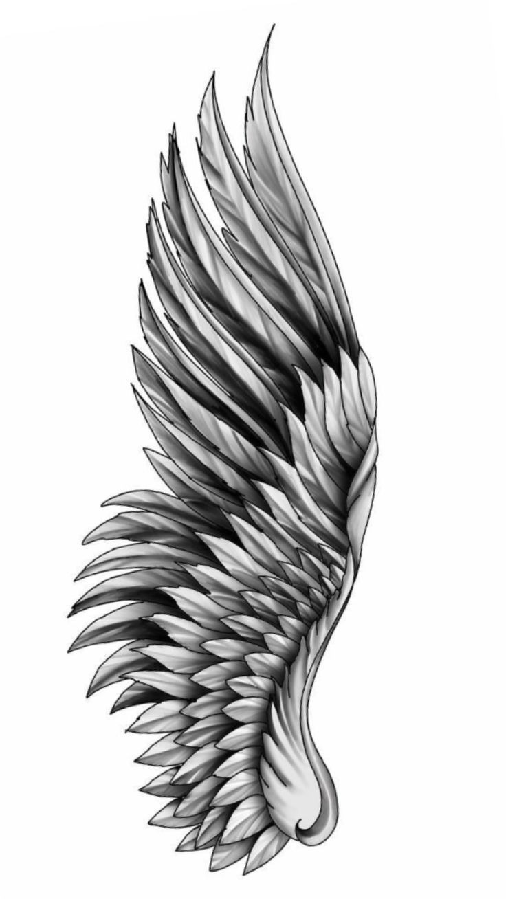 Elegant Single Wing Flash Design
