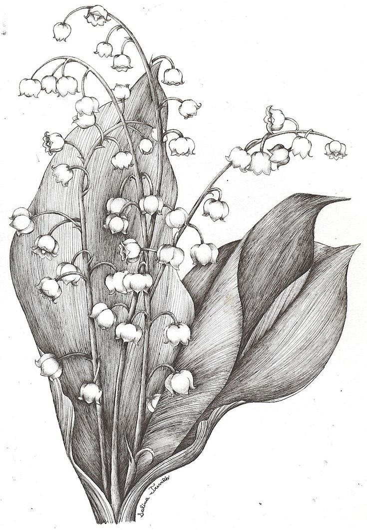 Intricate Lily of the Valley Botanical Drawing
